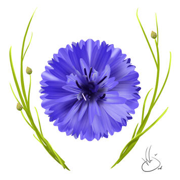 Cornflower